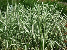 Guashi Store 1000 Seeds Variegated Ribbon Grass Reed Canary Phalaris Arundinacea - £8.12 GBP