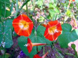 HGBO 25 Seeds Tricolor Crimson Morning Glory Flower Seeds Perennial From US - £6.45 GBP