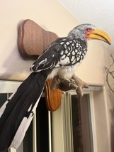 southern yellow-billed hornbill (Tockus leucomelas) Taxidermy Mount - $950.00