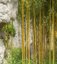 US Seller 50 Golden Bamboo Seeds Yellow Crookstem Bamoo Home Decoration Cold - £8.19 GBP