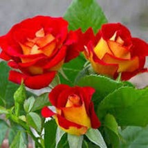 10 SEEDS KETCHUP &amp; MUSTARD ROSE SWIFT GROWTH HEIRLOOM SEEDS ENJOY GARDEN... - £6.38 GBP