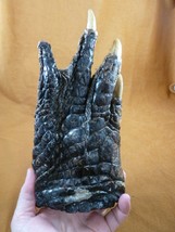 (g630-26) 9&quot; Jumbo Gator Foot Paw Alligator Taxidermy Feet Claw Love Fl Gators - £80.20 GBP