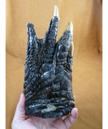 (g630-26) 9&quot; JUMBO Gator FOOT PAW ALLIGATOR TAXIDERMY feet claw love FL ... - €85,39 EUR