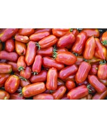 LKS San Marzano Tomato Seeds 30 Organic Paste Tomato Home Garden - $228.20 MXN