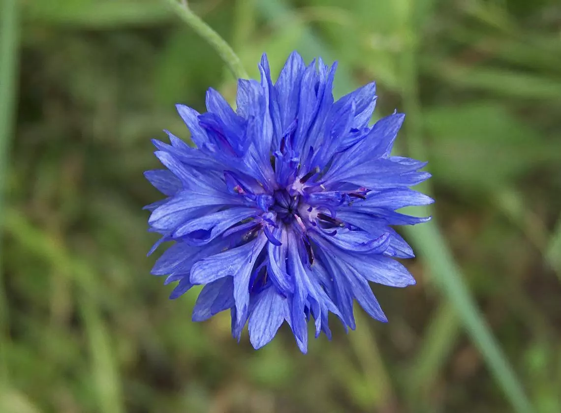 120 Seeds Centaurea Blue Boy Heirloom Bachelor Buttons Annual Corn Flower - £7.63 GBP
