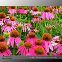 May Jay&#39; Red Purple Coneflower Echinacea purpurea Flower Seeds Professional Pack - £5.22 GBP