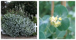 Lonicera - Kintzley&#39;s Ghost Grape Honeysuckle - 4&quot; Pot - Gardening - $50.99