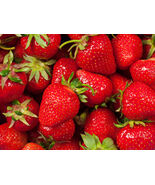 5-1000 Fort Laramie Ever Bearing Strawberry Plants - Bare Root - $15.79+