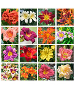 10 Mixed Colors Daylily Hemerocallis Day Lily Fine Mix Red Purple Flower... - $18.90
