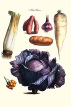 Vegetables; cabbage, celery, yam, potato, onion, tomato, horse raddish by Philip - £17.37 GBP+