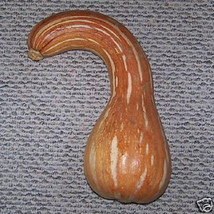Pumpkin Seed Long Neck Calabaza Cuello Largo 20 Seeds Fresh Garden - $305.63 MXN