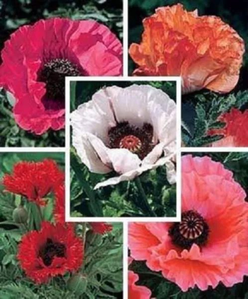 Top Seller 1000 Mixed Colors Oriental Poppy Papaver Orientale Flower Seeds - $14.60