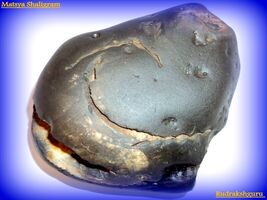 Matsya Shaligram / ChitraVarna Matsya Salagram - Gandaki River Nepal - €132,92 EUR