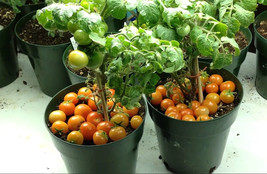 Regina Red Micro Dwarf Tomato 12 Seeds New Fresh - $8.97