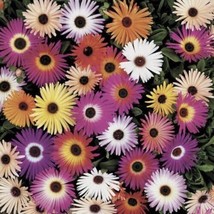 75 Ice Plant Livingstone Daisy, Mixed Colors From US - $8.00