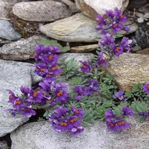 New Fresh Seeds Linaria Alpina Seeds Alpine Toadflax Ground Cover Seed 5... - $17.98