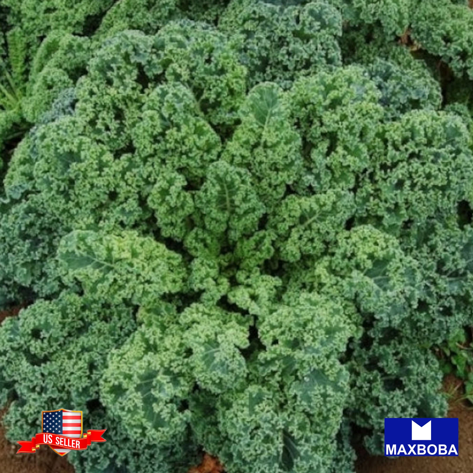 250 Vates Blue Scotch Curled Kale Seeds Non-GMO Heirloom BTGO 75% OFF - $5.56