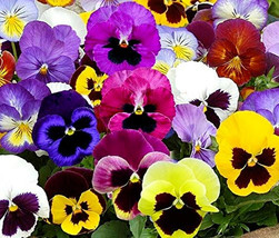 PWO Swiss Giants Mix Pansy 500 Authentic Seeds  Non-Gmo  Flower Seeds - £9.99 GBP