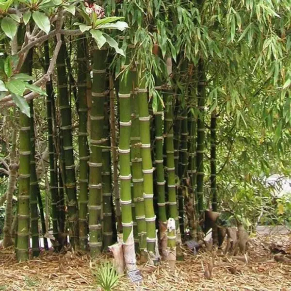 New Fresh 50 Giant Thorny Bamboo Seeds Privacy Climbing Shade Seed - $14.98