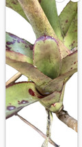 Exotic TROPICAL LANDSCAPE PLANT Pup Bromeliad colorful -unbranded - $291.72 MXN
