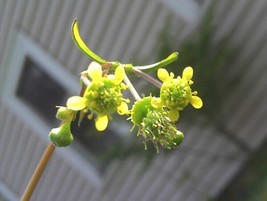 100 Seeds Spring Avens Geum Vernum Quick Bloom With Heirloom Seeds - £6.72 GBP