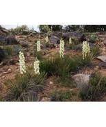 Yucca angustissima Narrow Leaf Yucca 250 Seeds - $10.84 CAD