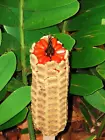 Cardboard Cycad palm, zamia furfuracea sago plant  tree mexican seed  100 seeds - £31.86 GBP