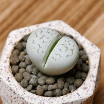 Rare Lithops Karasmontana Seeds (10) - Exotic Living Stones, Perfect for Succule - £7.59 GBP