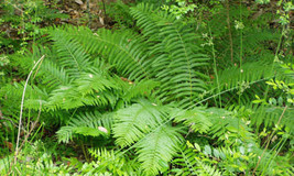 5 Cinnamon Fern BARE ROOT Plants (Osmundastrum cinnamomeum) - £28.55 GBP