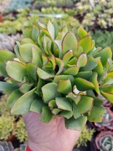 Crassula Undulatifolia  (4&quot;pot) - £8.64 GBP