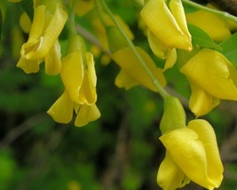 Caragana Arborescens (Siberian Pea Tree) 20 seeds - £1.19 GBP