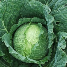 Danish Ballhead Cabbage 200 Seeds Brassica Oleracea Var. Capitata Gardening Fres - £19.95 GBP