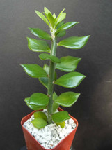 Pereskiopsis Spathula, grafting stock  cactus rare graft leaf cacti 5 plants 4&quot; - £18.36 GBP