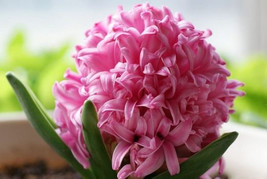 20 Hyacinthus Seeds Fw95224 1 Fresh USA Shipping - $17.96