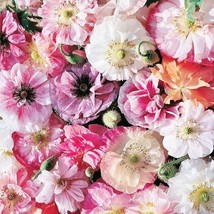 Poppy Angel’s Choir White Mix Fall Planting Spring Flowers Nongmo 300 Seeds - £9.42 GBP