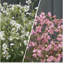 40 Saponaria Pink And White Beauty Mix Seeds USA SELLER - £7.28 GBP