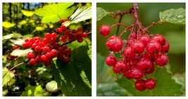 12-14&quot; Tall Live Plant - Highbush Cranberry - Bare Root - Viburnum trilobum - £73.53 GBP