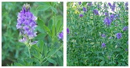 1000 seeds Alfalfa- Medicago Sativa Seeds Fresh Garden Seeds - £17.57 GBP