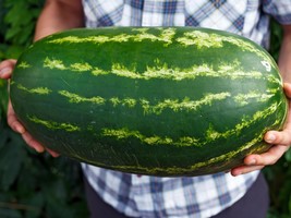 Giant Watermelon Seeds - Organic &amp; Non Gmo Watermelon Seeds - Heirloom Seeds - F - £2.86 GBP