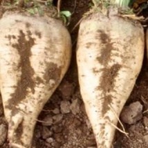 250 Sugar Beet Fresh Seeds USA Seller - $15.57