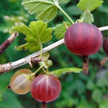 Live Plant RIBES &#39;LITTLE BEN&#39; GOOSEBERRY, Outdoor Plant, Fruit Plant - $27.95