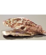 NATURAL ADRIATIC SEA SHELL UNIQUE HAND ENCHANCED ONE OF THE KIND GREAT G... - $114.25 CAD