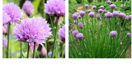 2000 seeds Common Chives (Allium schoenoprasm), Seeds - £22.37 GBP