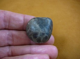 (F830-41) 1-1/4&quot; polished Petoskey stone ANCIENT coral specimen MI state... - £11.77 GBP