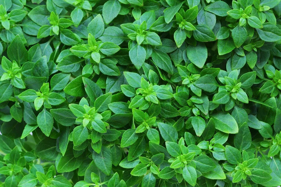 500 Seeds Dwarf Greek Basil,  NON-GMO, - £6.31 GBP