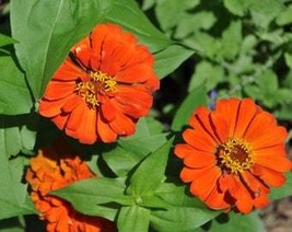 250 Orange Classic Zinnia Elegans Narrow Leaf Zinnia Creeping Zinnia Flower Seed - $10.45