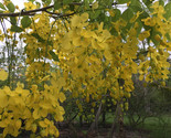 FMG Cassia Fistula Golden Shower Tree Golden Yellow Fast Growing - $16.08