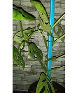 100 Seeds Monstera Adansonii - $7.99