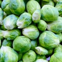 Catskill Brussels Sprout Seeds Organic Fresh Garden - $5.96