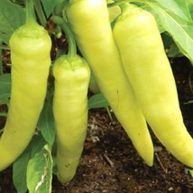 New Fresh USA Seller Pepper Sweet Banana Organic Seeds - $5.96